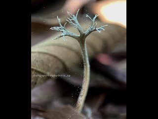 xylaria hypoxylon by dotty tan/biology