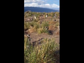 on martillo island with penguins by retreatours / biology